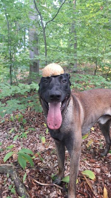 Indywidualne Szkolenie Psa