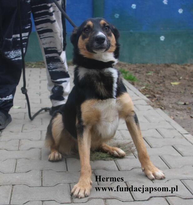 Hermes, energiczny młodziak