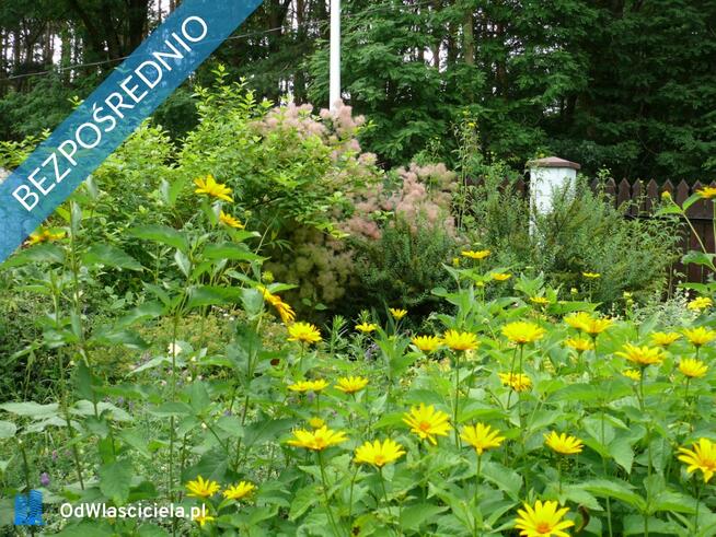 Dom wśród zieleni przy lesie