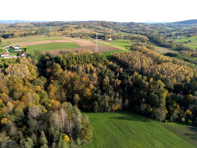 Działka leśna Łęki Górne gm. Pilzno