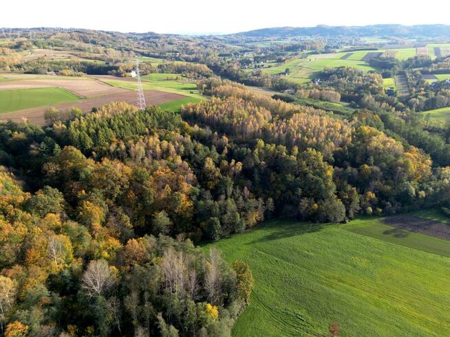Działka leśna Łęki Górne gm. Pilzno
