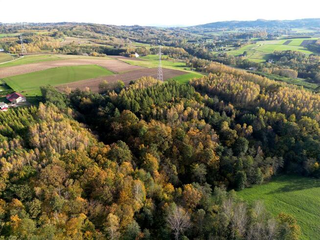 Działka leśna Łęki Górne gm. Pilzno