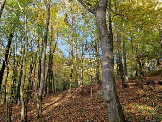 Działka leśna Łęki Górne gm. Pilzno