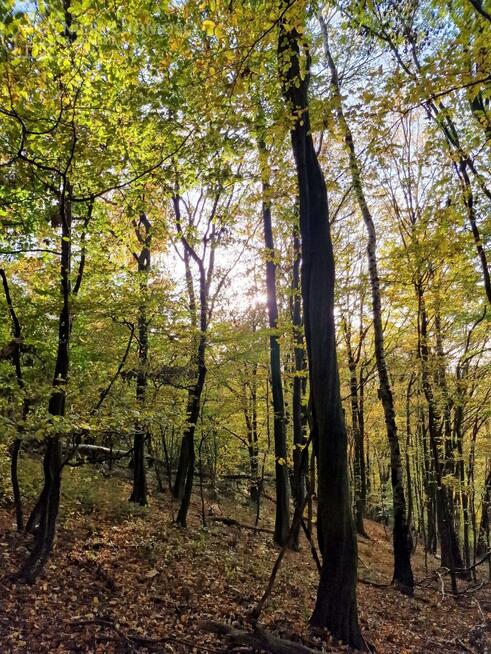 Działka leśna Łęki Górne gm. Pilzno