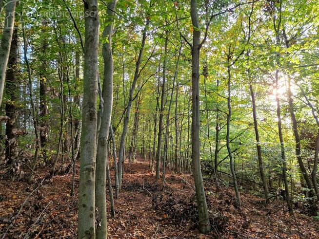 Działka leśna Łęki Górne gm. Pilzno