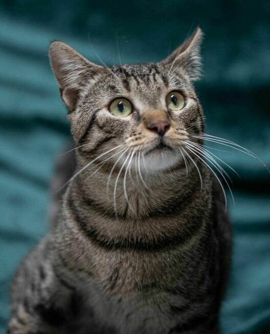 FALAFEL - wesoły i towarzyski, roczny kocurek szuka domu