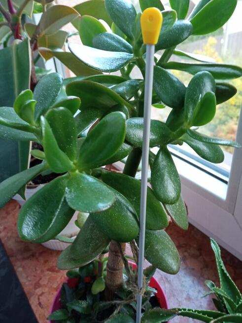 Trzykrotki ładnie wybarwione, drzewko szczęścia i fiołki