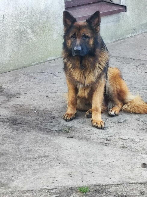 Oddam szczenięta owczarka niemieckiego