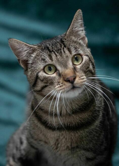 FALAFEL - wesoły i towarzyski, roczny kocurek szuka domu