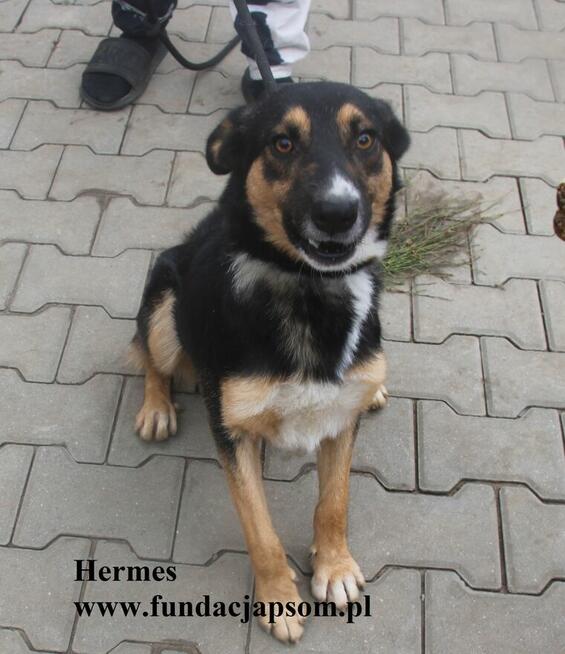 Hermes, energiczny młodziak