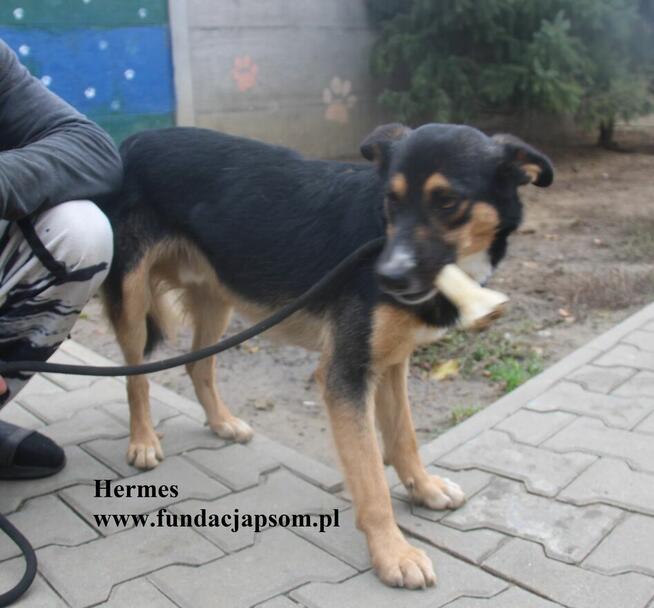 Hermes, energiczny młodziak