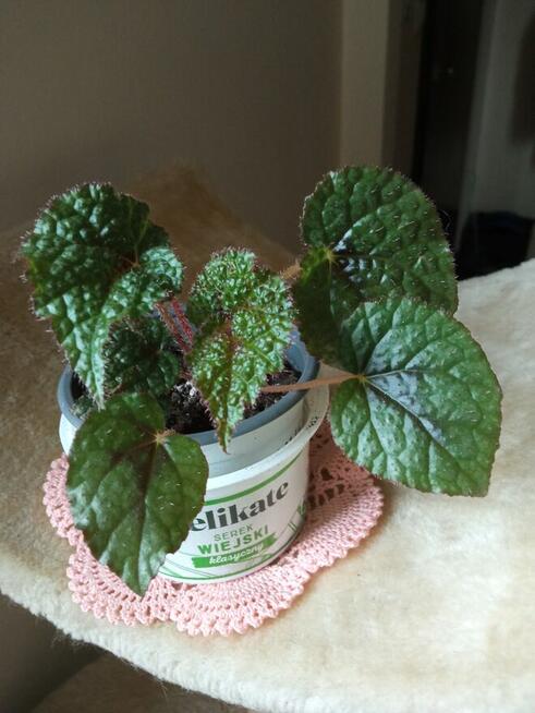 Philodendrony, filodendrony i nie tylko...