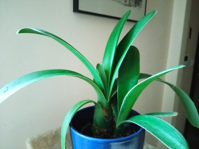 Patyczaki i inne kwiatki po 10 zł