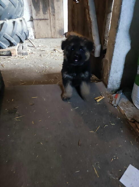 Oddam szczenięta owczarka niemieckiego