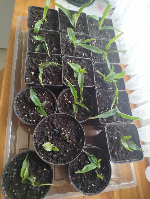 Sadzonka anielska trawa