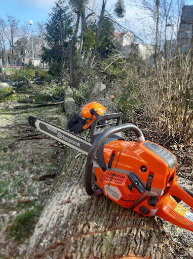 WARSZAWA KOMPLEKSOWA WYCINKA DRZEW I ALPINISTYKA