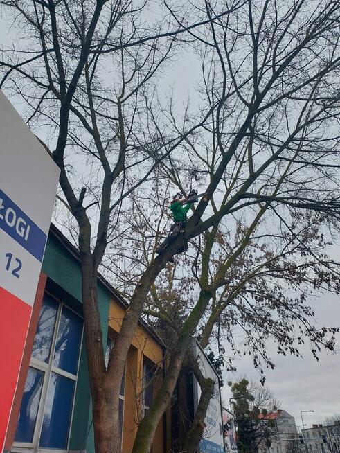 WARSZAWA KOMPLEKSOWA WYCINKA DRZEW I ALPINISTYKA