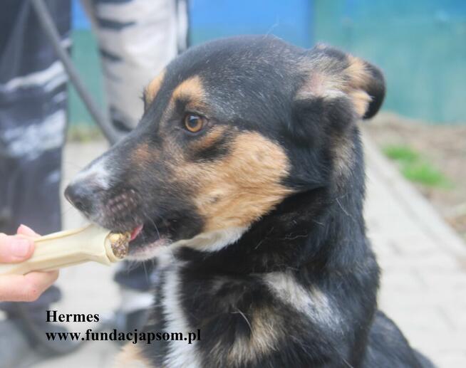 Hermes, energiczny młodziak