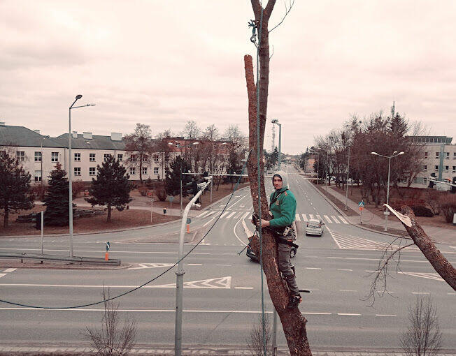 WARSZAWA KOMPLEKSOWA WYCINKA DRZEW I ALPINISTYKA