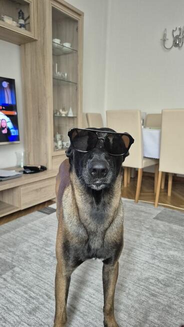 Indywidualne Szkolenie Psa