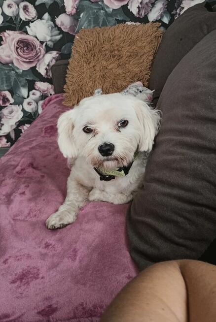 Reproduktor maltańczyk