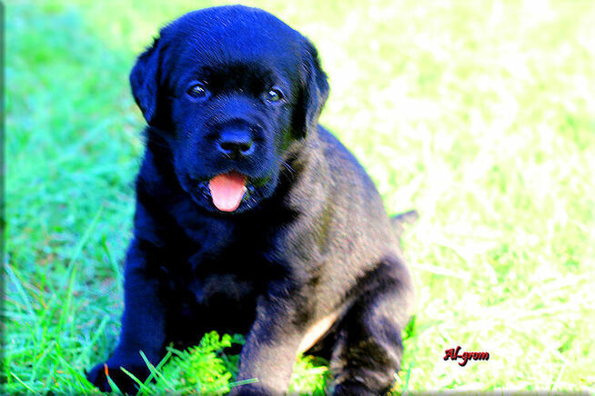 Labrador Retriever czarne pieski ZKwP/FCI