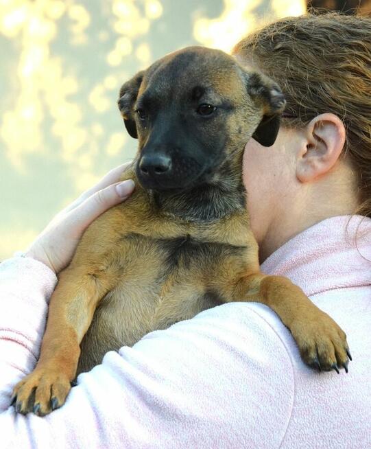 LUNA beżowa z czarną kufą szuka domu