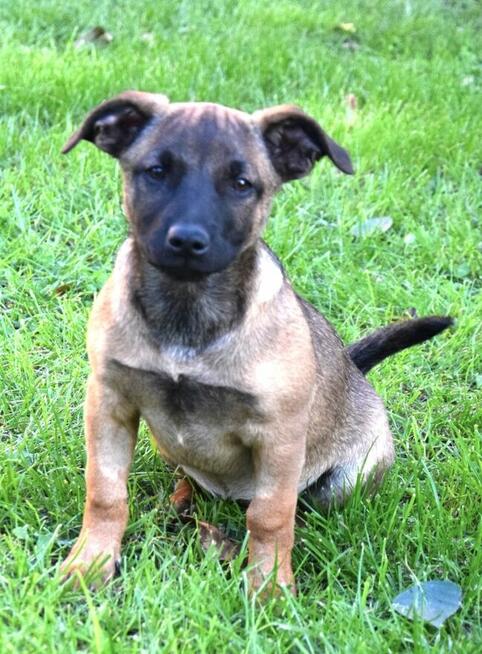 LUNA beżowa z czarną kufą szuka domu