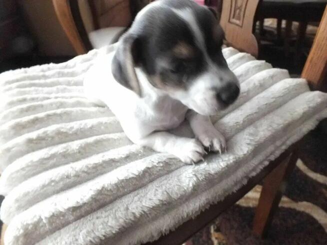 Jack Russell terrier