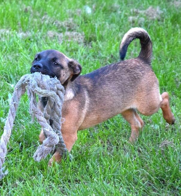 LUNA beżowa z czarną kufą szuka domu