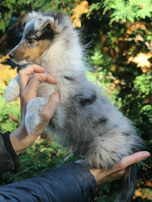 Owczarek szetlandzki sheltie blue merle nie mini lessie