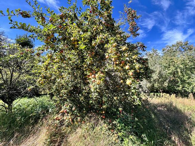 Dom Winna Góra gm. Jordanów Śląski,