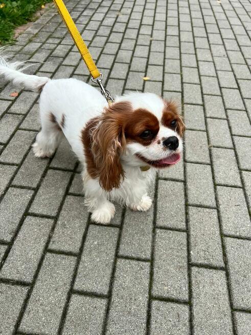 TAXI DLA ZWIERZĄT Tel 733 791 005