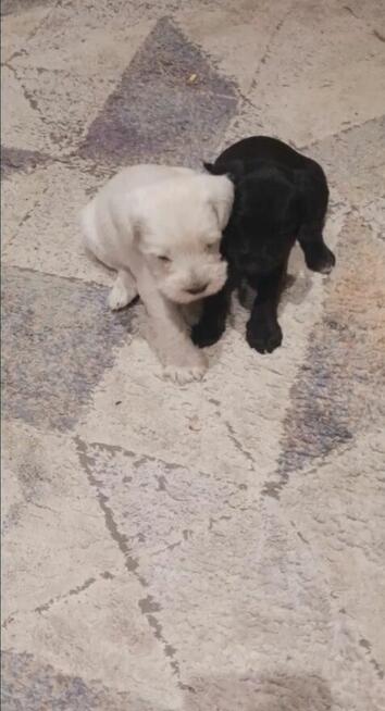 Sprzedam sznaucerki miniatura