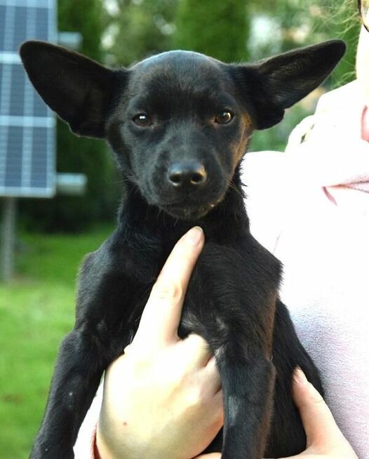 TINA mała z dużymi uszkami– szuka domu