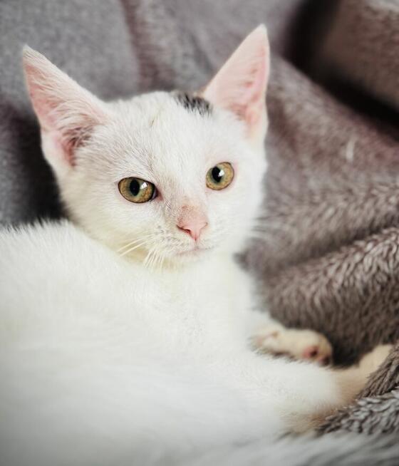 Przeurocze kocięta, Lotka i Loki do adopcji!