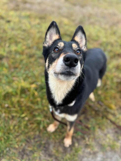 Nie koncert, nie gwar – NUTKA marzy o domowych dniach