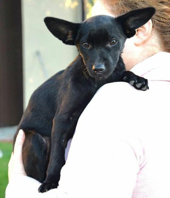 TINA mała z dużymi uszkami– szuka domu