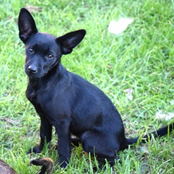 TINA mała z dużymi uszkami– szuka domu