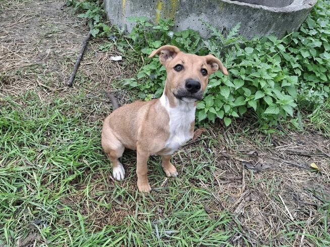 Szczeniak AVA czeka na dom