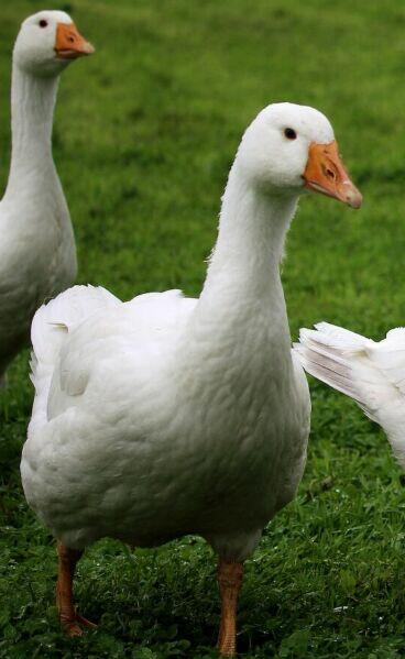 Sprzedam gęsi ekologiczne