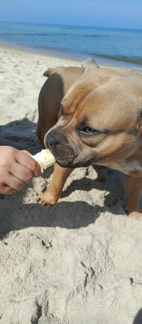 Americna Bully Pocket suka Rok