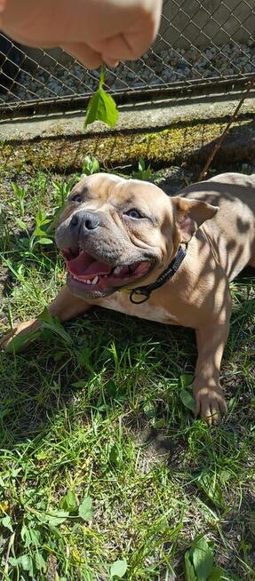 Americna Bully Pocket suka Rok