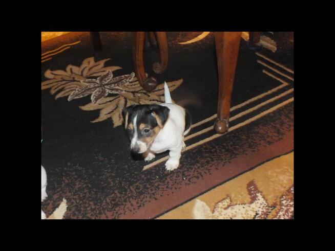 Szczeniaki Jack Russel Terrier