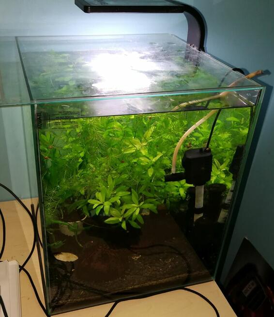 roslinki akwariowe, moczarka rzesa rogatek rybki gupiki glon