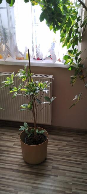 Kwiat doniczkowy Croton Gold Dust