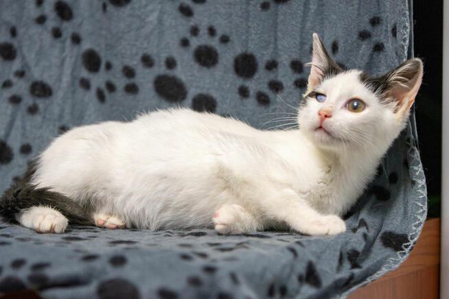 Dwa urocze, wesołe kocięta szukają domów!