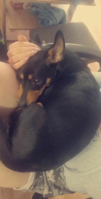 Oddam małego kundelka