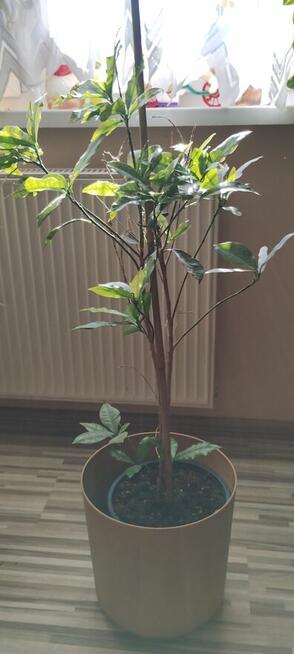 Kwiat doniczkowy Croton Gold Dust