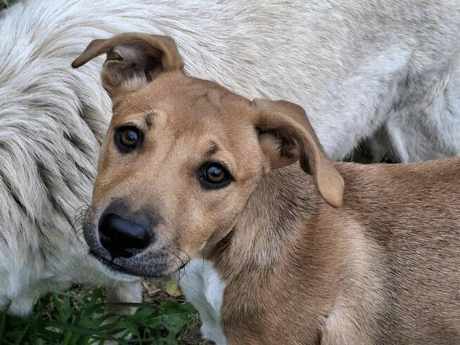 Szczeniak AVA czeka na dom